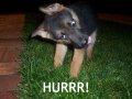 hurr.jpg